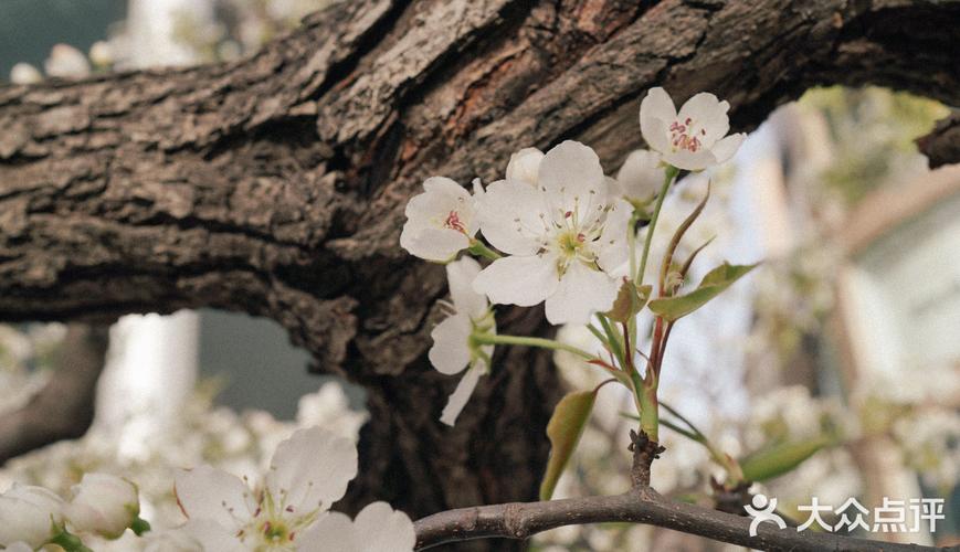 北京,好看的道边梨花
