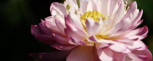 佛教肉莲是什么