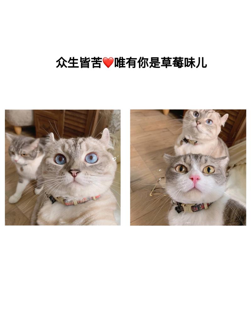 情侣头像