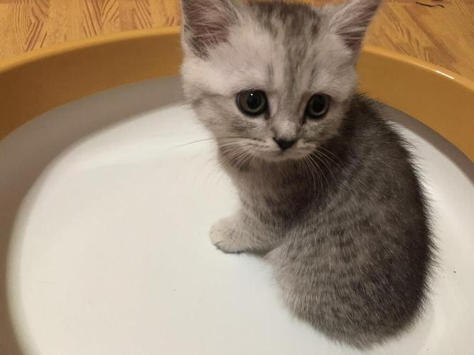 求助,刚领养回来的小猫,每次喂食多少营养膏合适