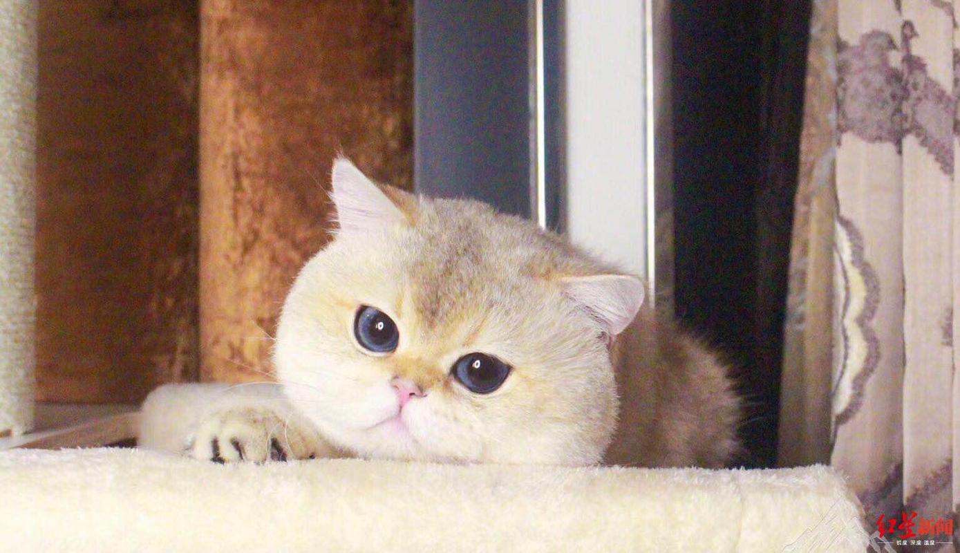 成都有人70万买猫血统可追溯至曾曾曾祖父母图
