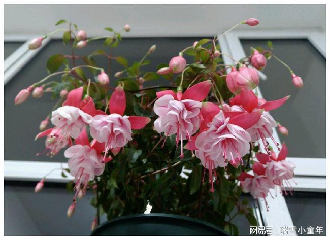 为柳叶菜科多年生半灌木,原产于北美墨西哥,作为观赏花卉,广泛出口