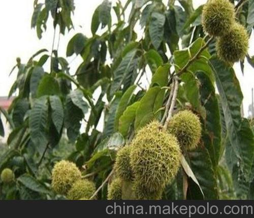 燕山魁栗板栗树苗图片