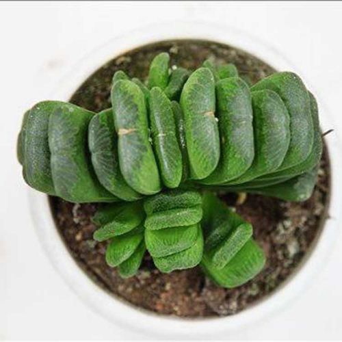 多肉大世界 多肉植物【玉扇】绿植 小盆栽 净化空气 防辐射