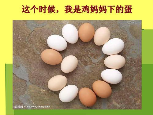 小鸡的成长ppt