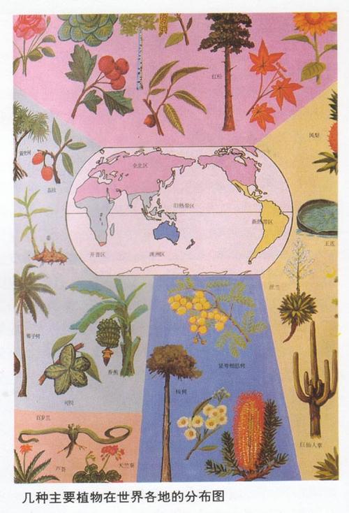 几种主要植物在世界各地的分布图-英语听力-view-大耳朵英语 - 免费