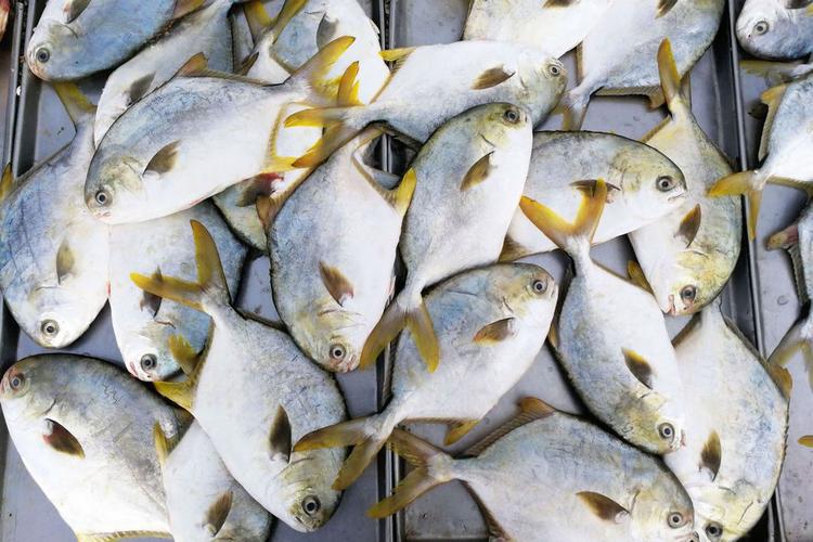 武昌鱼10元一斤 乡村大集鲜活河鲜弥补鲜海鲜不足