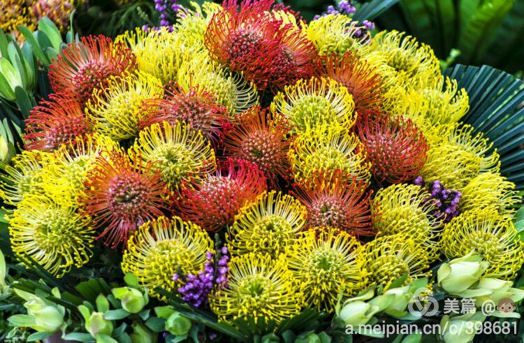 浓郁非洲风情南非帝王花展