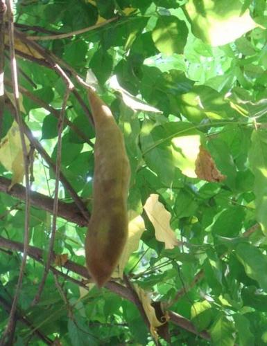 葛根藤长什么样