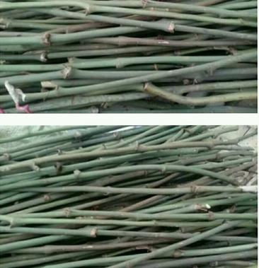 大量供应野生优质金刚藤.