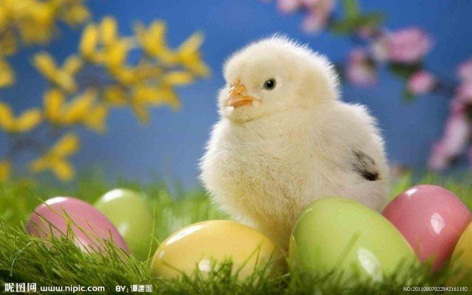 [转载]可爱的小动物