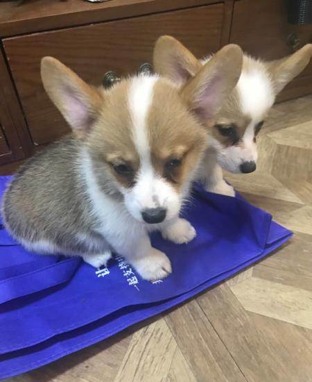 柯基幼犬,已立耳,双色幼犬