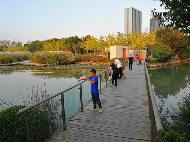 济宁 民生 任城区湿地公园的外围绿荫连连,已是深秋时节,银杏树叶已经