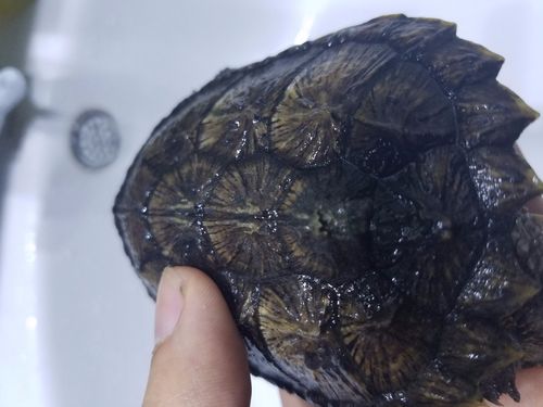 小鳄龟背甲好像烂了,怎么治疗