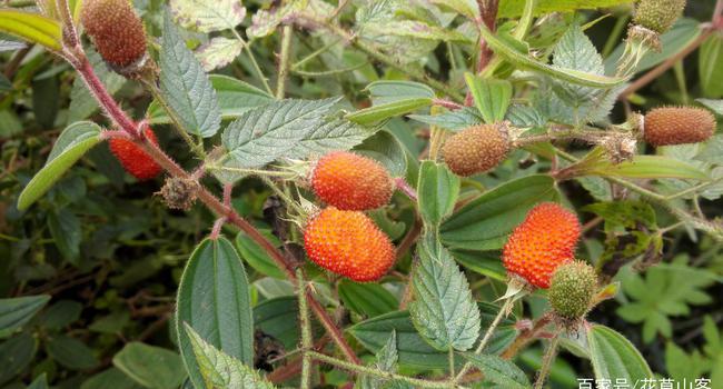 一种非常好吃的野果叫红腺悬钩子