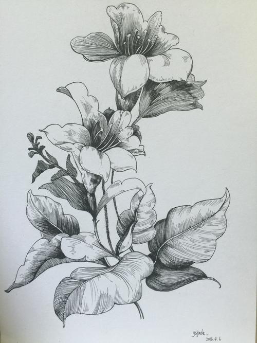 花朵手绘|插画|创作习作|特立独行虱目鱼 - 原创作品 - 站酷 (zcool)