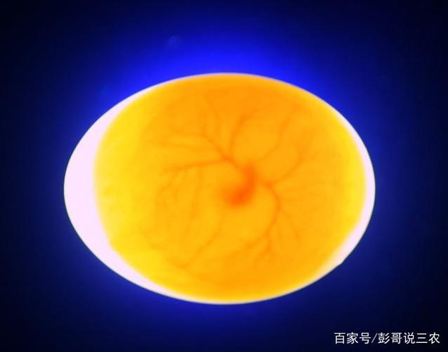 鸵鸟养殖要注意孵化管理,看看农户们怎么说,操作起来