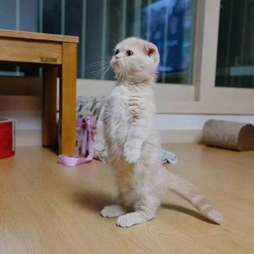 喜欢站立的小猫咪,萌炸惹!