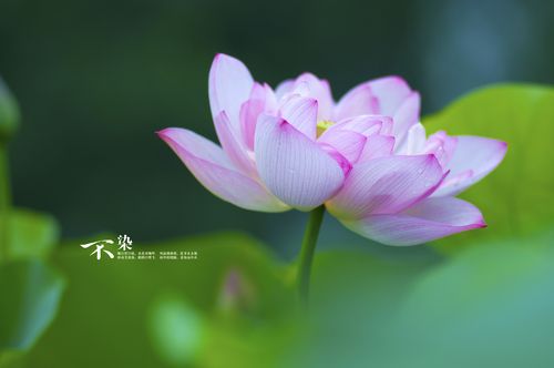 【不染】几张荷花