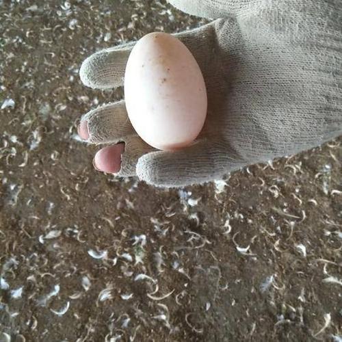 [白鸭蛋批发]白鸭蛋 种鸭蛋,孵化专用,纯种樱桃谷白羽