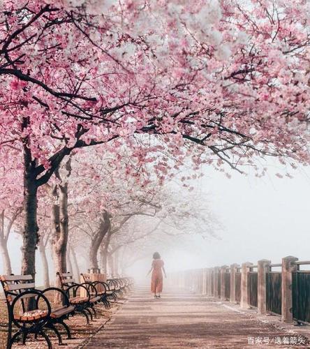 樱花,我想见你~等疫情结束,我们明年去看樱花吧