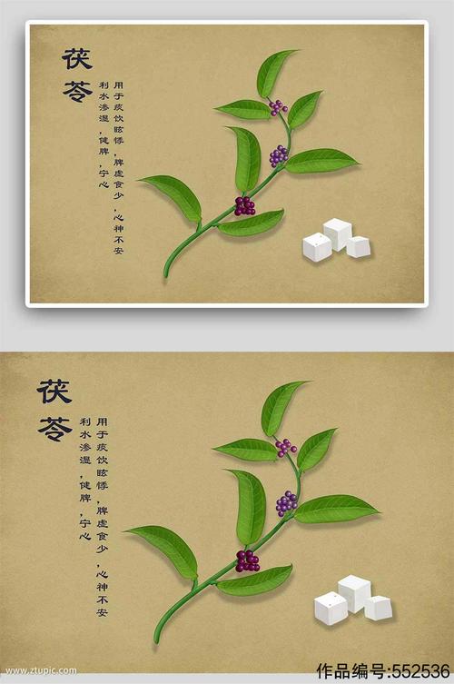 复古茯苓中草药手绘