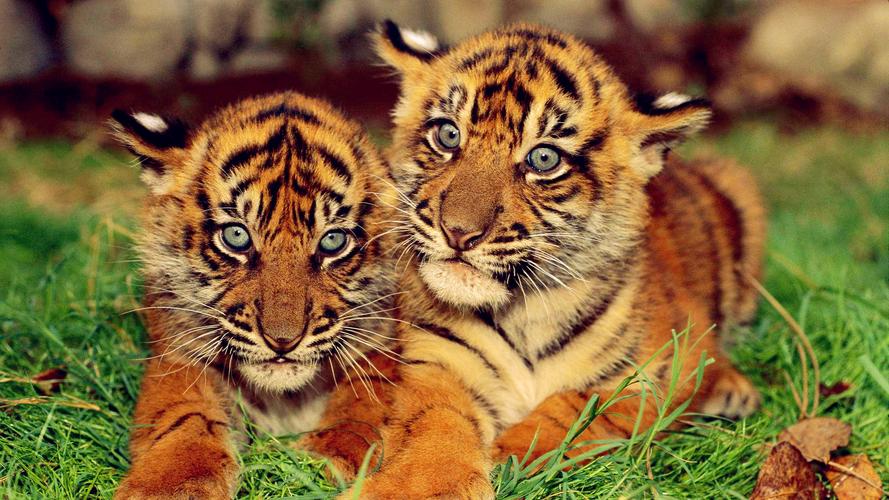 呆萌霸气小老虎壁纸_天生就是一个王者