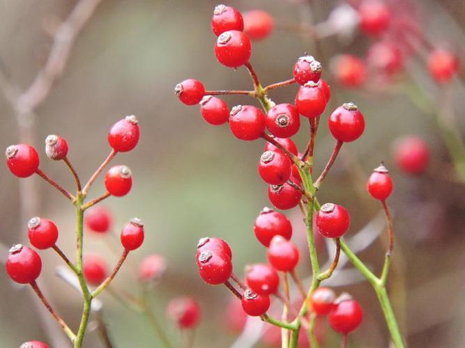 ﻿野蔷薇的果实.图片来源:fineartamerica.com