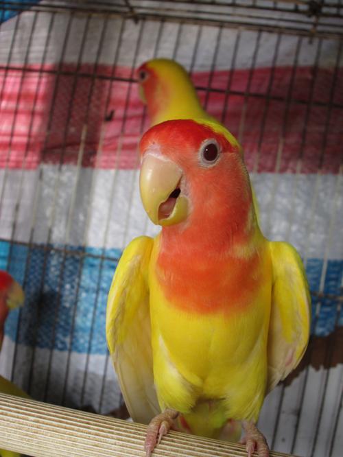 美国黄桃脸牡丹鹦鹉