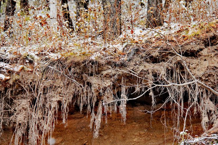 参天大树的树根几乎暴露出来差不多一半了!多么神奇!