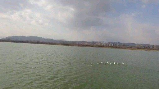 03月22日旅行漫记山西省大同市广灵县下河湾天鹅真美