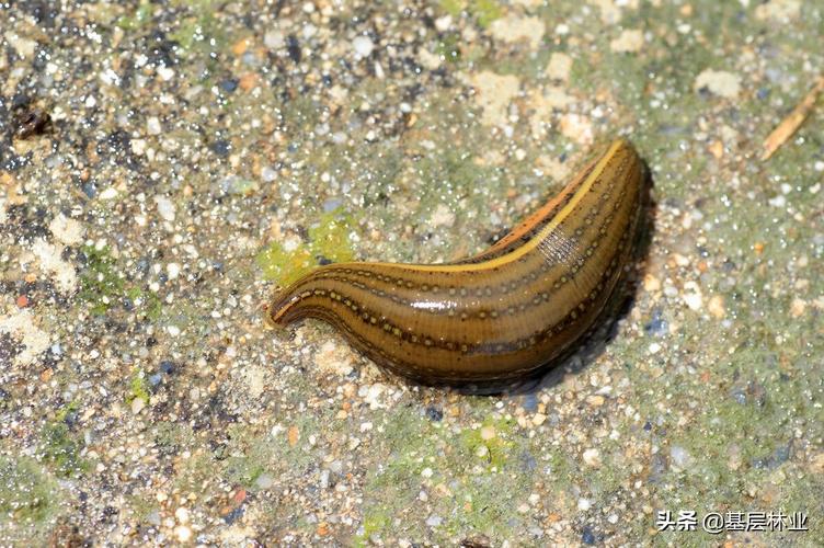 旱蚂蝗专杀蚂蟥药