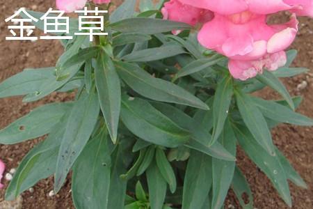 柳穿鱼和金鱼草的区别