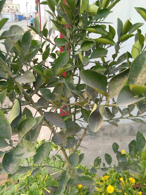 137****3846 我有更好的答案 桔子树,树干有刺  本回答由提问者推荐