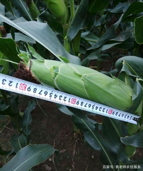 最新审定的几个矮杆大棒玉米新品种,棒长可达30厘米