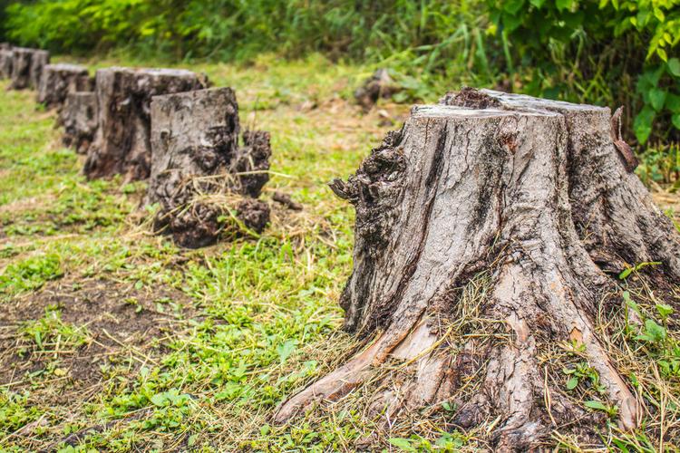 树桩