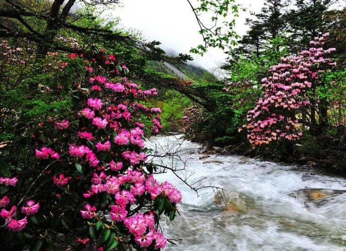 如今饱经离乱,相逢在江南的越溪上, 但见杜鹃花开,鹧鸪啼鸣.