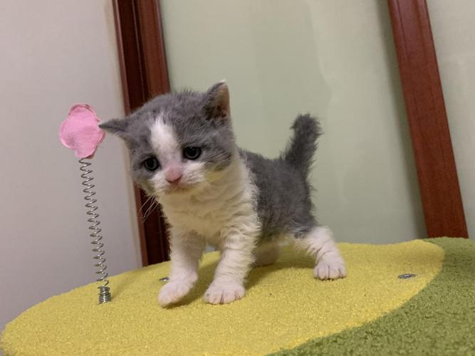猫妈妈是带血统英短蓝白,猫爸爸是赛级塞尔凯克卷毛猫.