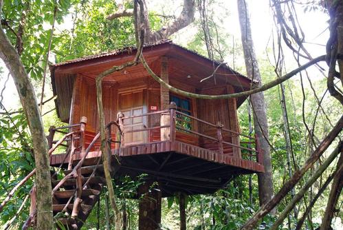 树上木屋的搭建