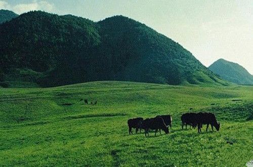 城口县黄安坝草场