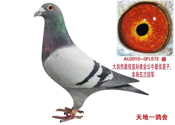 甘纳斯美国公棚五冠王