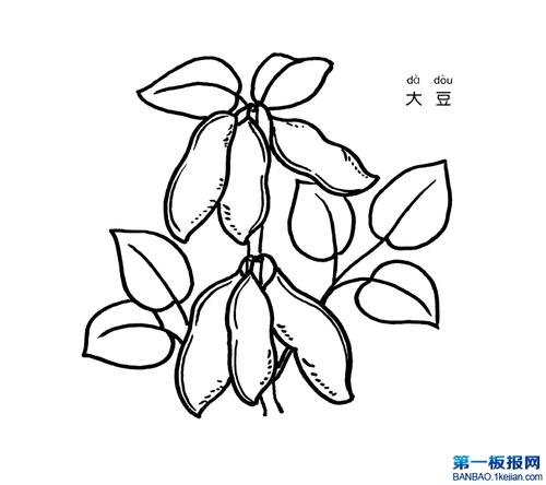 大豆简笔画
