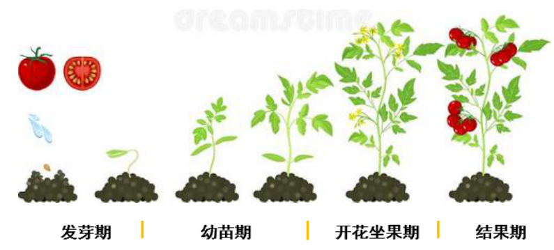 番茄全程施肥方案