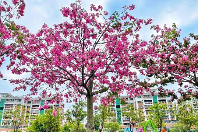 美丽异木棉盛开的深秋打卡汕头时代广场邂逅一场粉色的浪漫