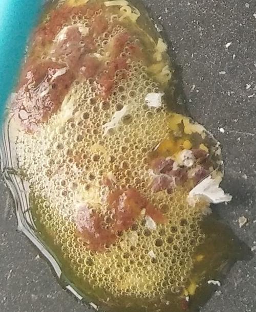 鸽子拉水便带泡泡还颤抖