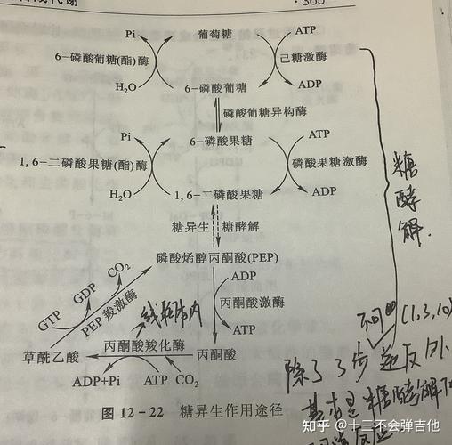 甘油进行糖异生要越过几个能障经过几个底物循环
