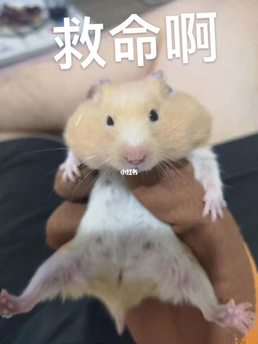 仓鼠表情包