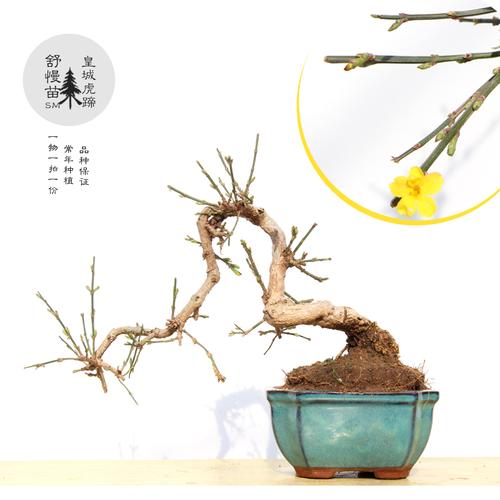 虎蹄迎春花盆景迎春盆栽素材小叶黄花常年种植阳台室内花卉