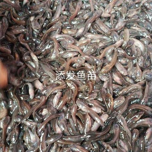 广东省广州市花都区 直销三黄塘鲺鱼苗 塘鲺鱼苗