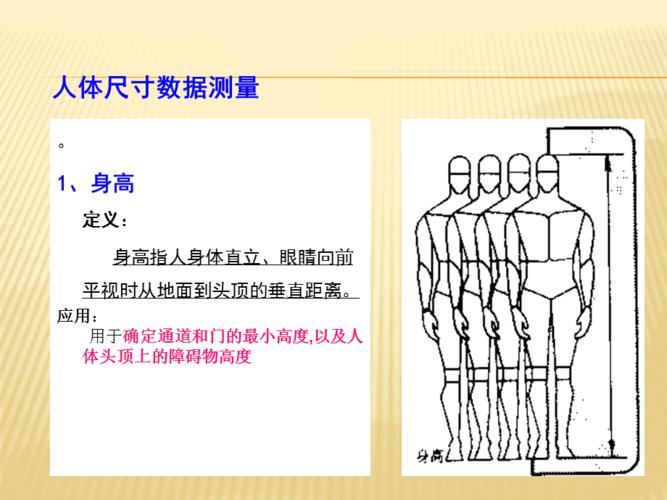 人体尺寸测量